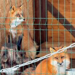 База отдыха Лиса, Новгородская область