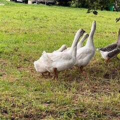 База отдыха Лиса, Новгородская область