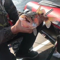 База отдыха Лиса, Новгородская область