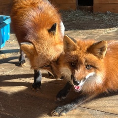 База отдыха Лиса, Новгородская область