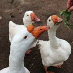 База отдыха Лиса, Новгородская область