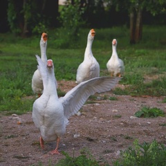 База отдыха Лиса, Новгородская область