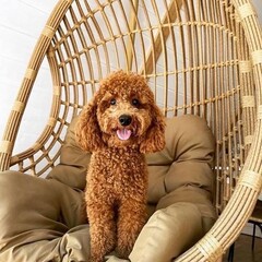 Глэмпинг Vlesu, Московская область