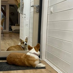 Глэмпинг Vlesu, Московская область