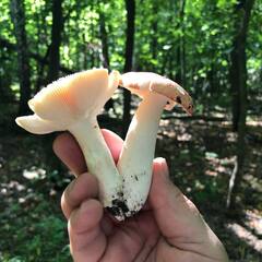 Гостевой дом Актуши, Самарская область