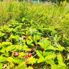 Гостевой дом Актуши, Самарская область