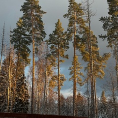 Глэмпинг Sherwood, Московская область