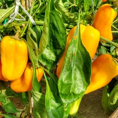 Гостевой дом Джиговая Дача, Татарстан