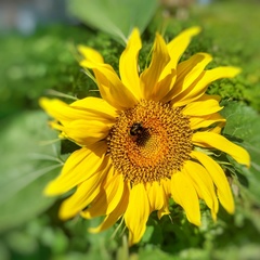 Гостевой дом Джиговая Дача, Татарстан