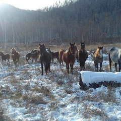 База отдыха Таёжная туристская база отдыха Хозяин тайги, Забайкальский край