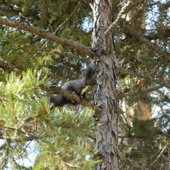 База отдыха Таёжная туристская база отдыха Хозяин тайги, Забайкальский край
