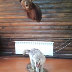 База отдыха Таёжная туристская база отдыха Хозяин тайги, Забайкальский край