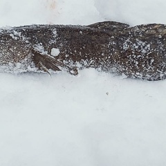 База отдыха Таёжная туристская база отдыха Хозяин тайги, Забайкальский край