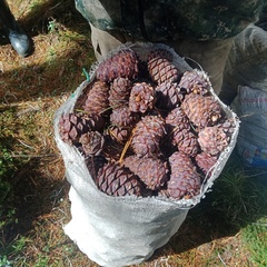 База отдыха Таёжная туристская база отдыха Хозяин тайги, Забайкальский край