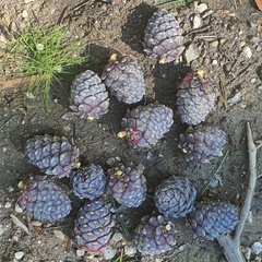 База отдыха Таёжная туристская база отдыха Хозяин тайги, Забайкальский край