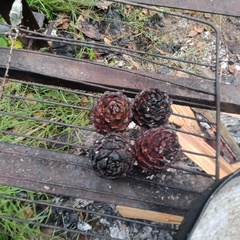 База отдыха Таёжная туристская база отдыха Хозяин тайги, Забайкальский край