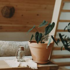 Отель Место под соснами, Красноярский край