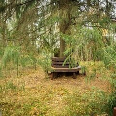 Гостевой дом Green Forest , Ленинградская область