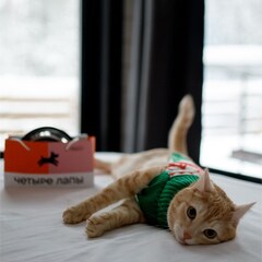 Гостевой дом Opushka house Александровское озеро, Ленинградская область