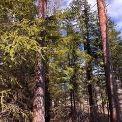 Загородный дом Klever House Экофорест, Ленинградская область