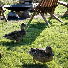 Гостевой дом Устье Тулоксы , Республика Карелия