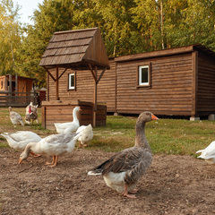 Глэмпинг А-Ферма, Московская область