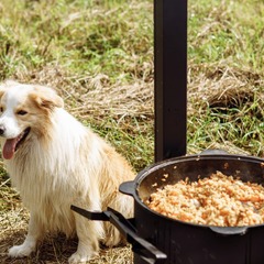 Агроусадьба Лисья Дача, Ленинградская область