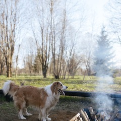 Агроусадьба Лисья Дача, Ленинградская область