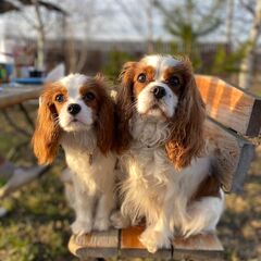 Глэмпинг Наш Шалаш, Московская область