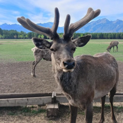 Загородный отель Саянский Марал, Республика Бурятия