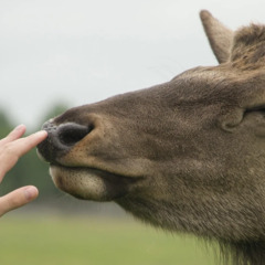 Загородный отель Саянский Марал, Республика Бурятия