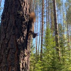 Гостевой дом Ёлки да Сосны, Красноярский край