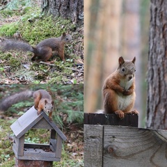 Гостевой дом Ёлки да Сосны, Красноярский край