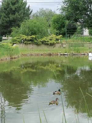 Рай у пруда — фото 5