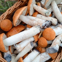 Дом Сельская усадьба Варежка, Нижегородская область