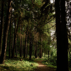 Дом отдыха Хвоя, Московская область