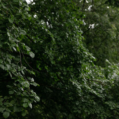 Глэмпинг DK LAND, Нижний Новгород, Нижегородская область