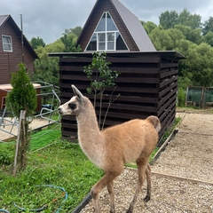 Гостевой дом Yley, Тула, Тульская область