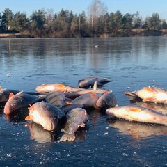 Глэмпинг Байкал, Московская область