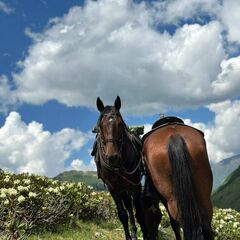 Дом Теремок , Республика Карачаево-Черкесия 