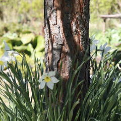 Дом из сруба на большой зеленой территории , Московская область
