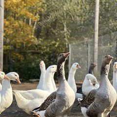 Эко-комплекс Ланьдиво, Московская область