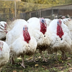 Эко-комплекс Ланьдиво, Московская область