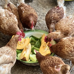 Эко-комплекс Ланьдиво, Московская область