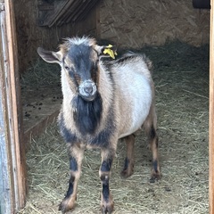 Эко-комплекс Ланьдиво, Московская область