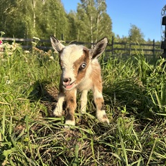 Эко-комплекс Ланьдиво, Московская область