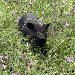 Эко-комплекс Ланьдиво, Московская область