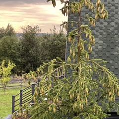 Эко-комплекс Ланьдиво, Московская область