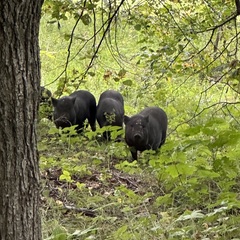 Эко-комплекс Ланьдиво, Московская область
