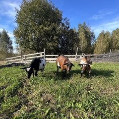 Эко-комплекс Ланьдиво, Московская область